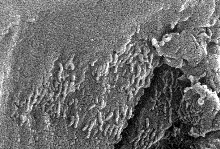 01jan-the-search-for-life-on-mars-fig1