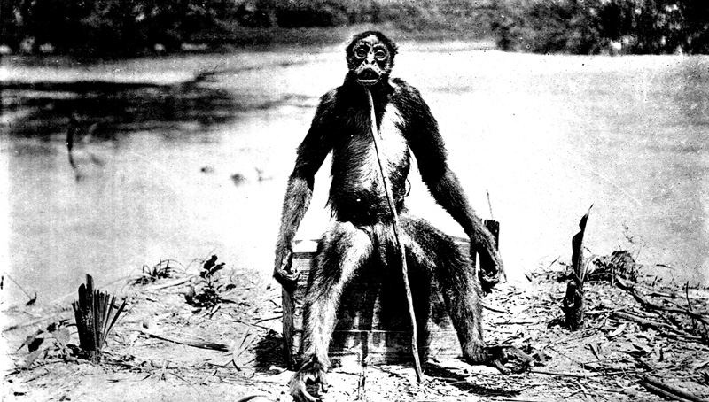 A-Monkeys-Photo-fig2