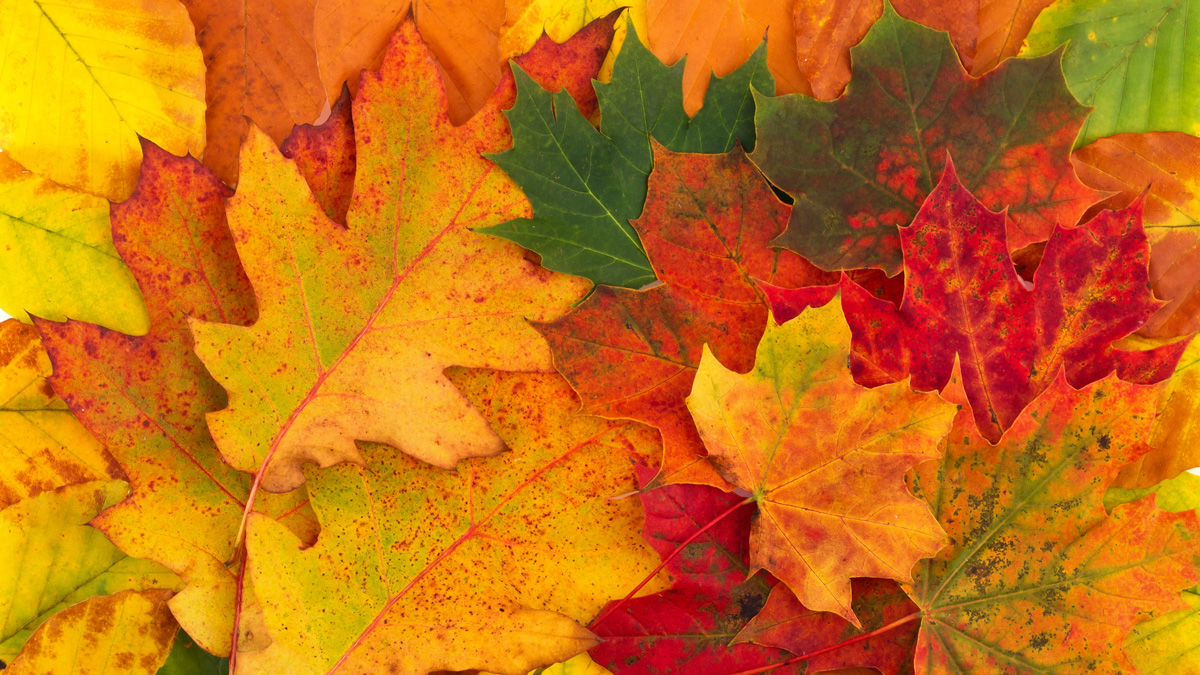 A Season to Think about Cycles