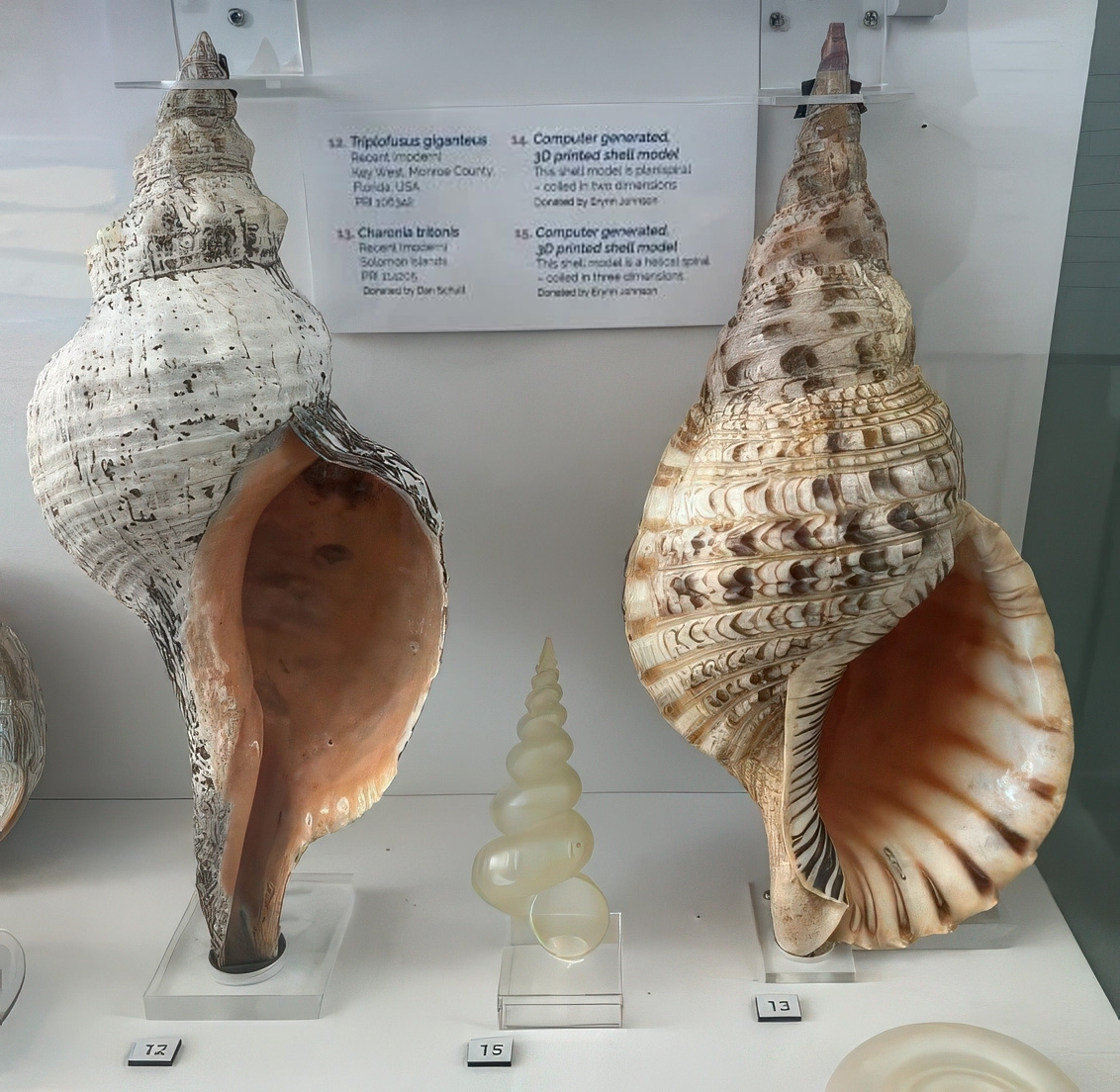 americas fossil record fig1