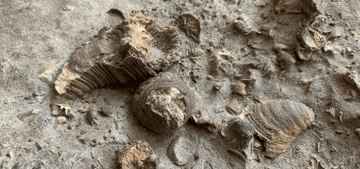americas fossil record fig2
