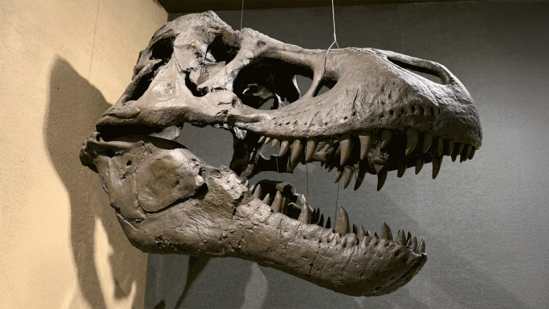 America’s Fossil Record, Science’s Funding Problem