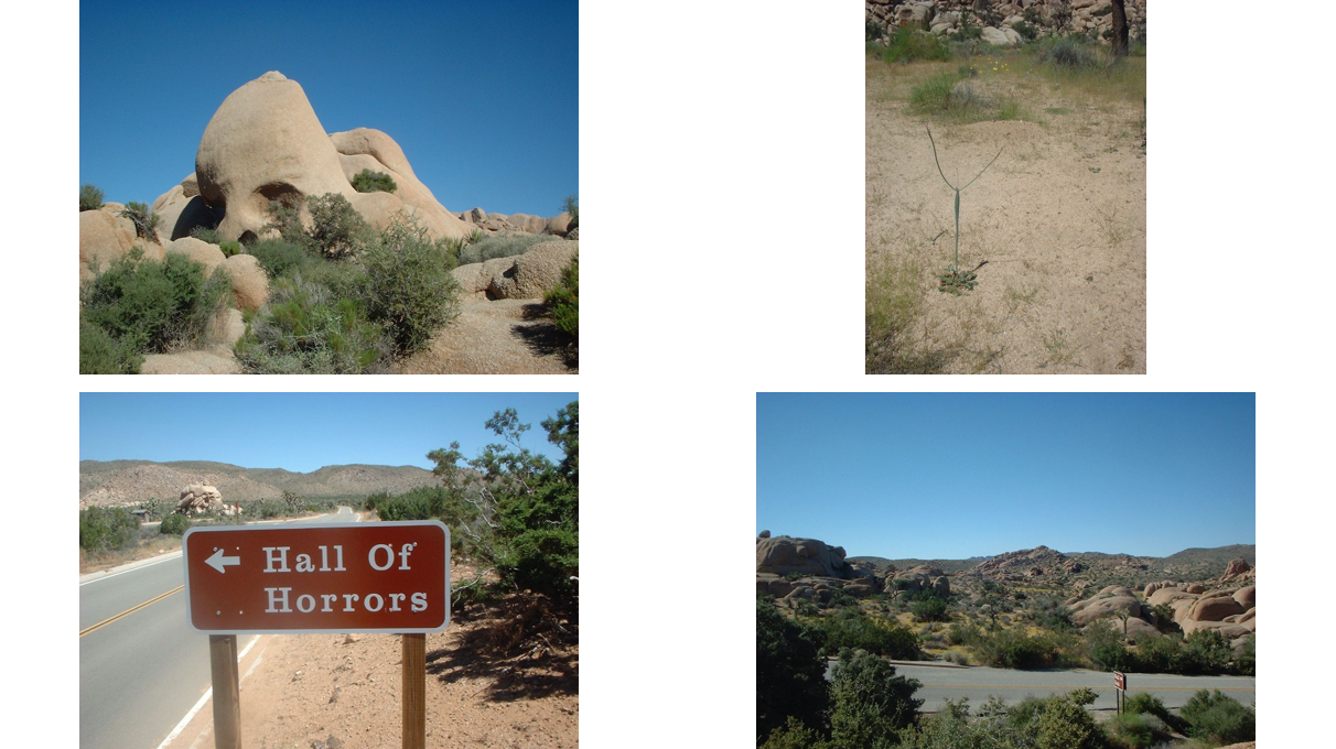 Joshua Tree Image Colage_SC