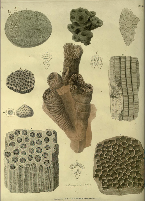 the-famous-geologist-fig2