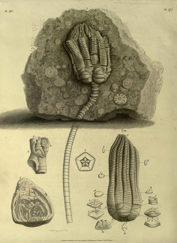 the-famous-geologist-fig4